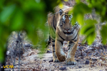 Tiger photographed in Bandhavgarh National Park