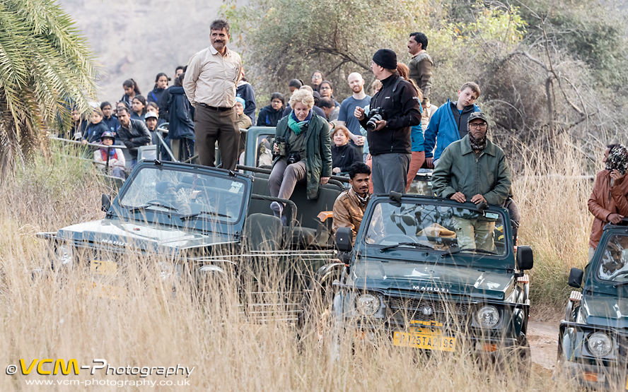 Jeeps at a tiger sighting.