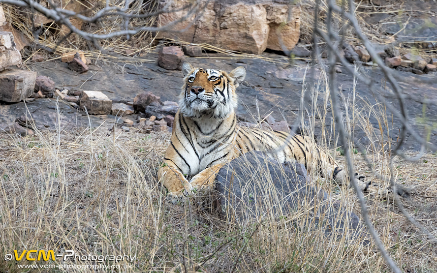 Tigress T-84 called Arrowhead.