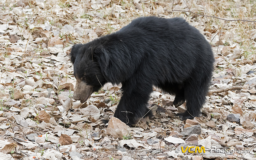 Male sloth bear walking along a dry riverbed.