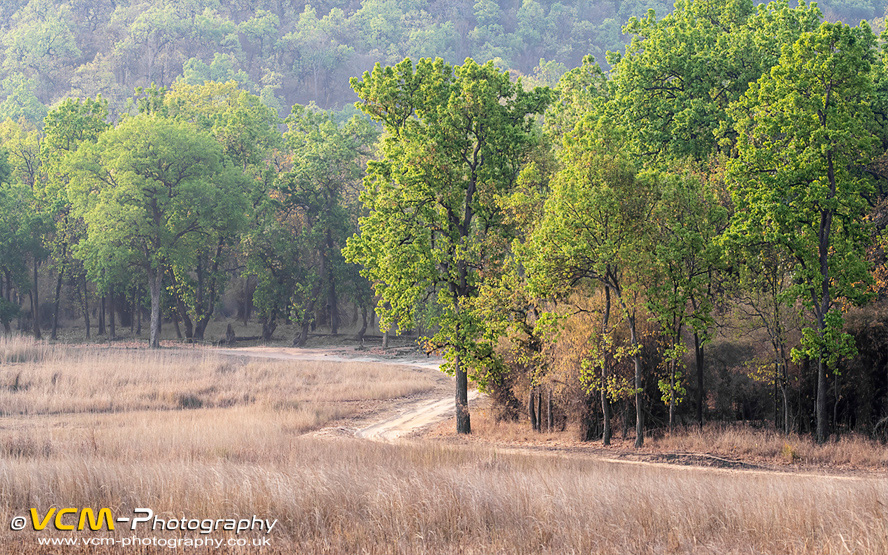 Typical jungle safari view. Tala zone.