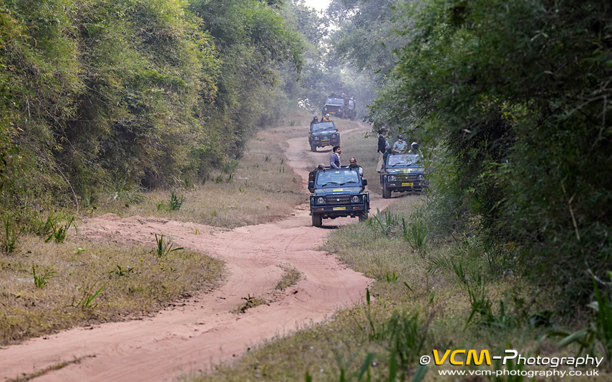 Jeeps waiting after hearing tiger alarm calls