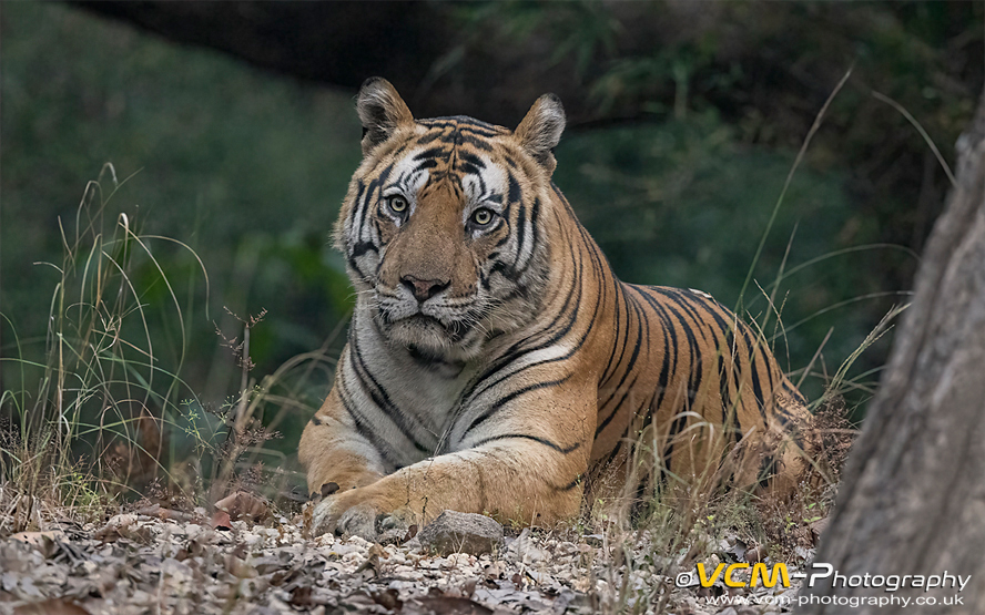 Bajrang, male tiger.