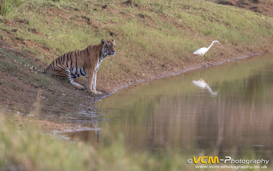 Tigress, T-7 Chota Tara