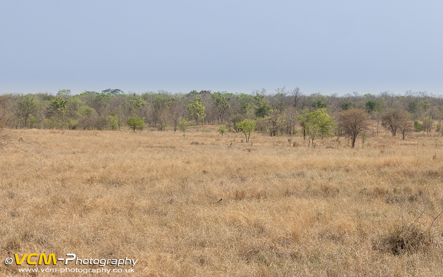 Buffer zone landscape betwween Navegaon Gate and the Tadoba core zone