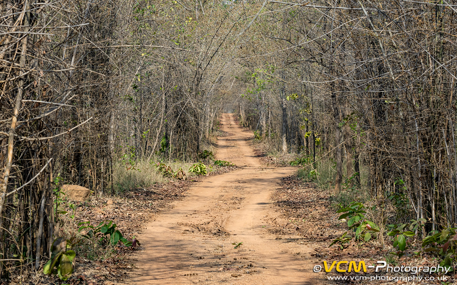 Forest road in the buffer zone