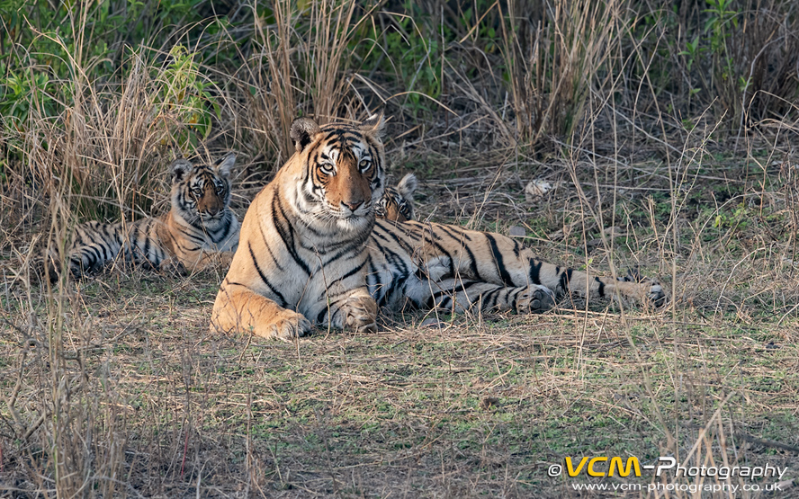 Tigress T-84 Arrowhead and her two cubs.