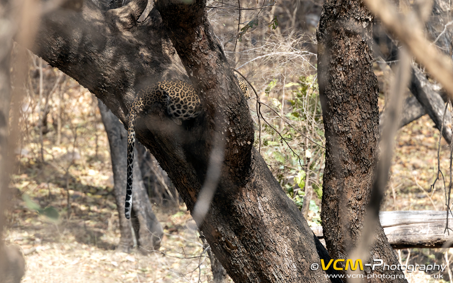 Leopard in a tree