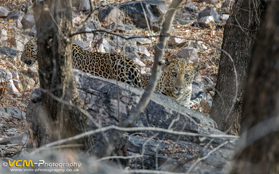 Male and female leopard