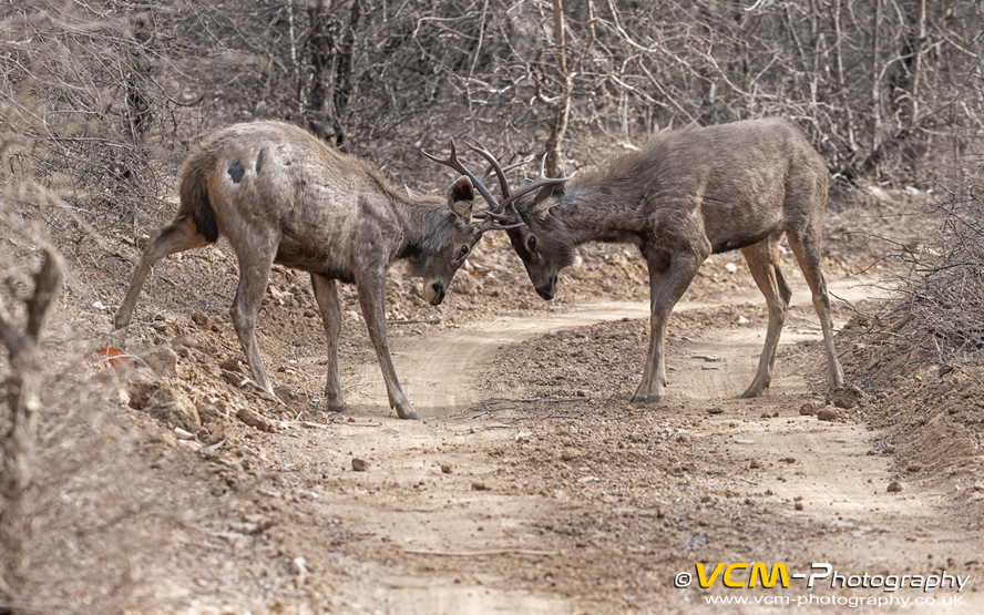Sambar deer practising rutting