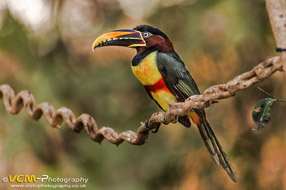 Chestnut-eared aracari