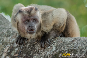 Brown capuchin monkey