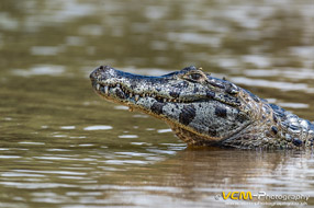 Yacare caiman