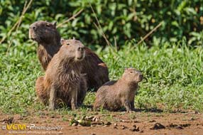 Capybara