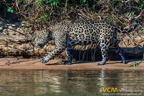 Female jaguar named Hunter