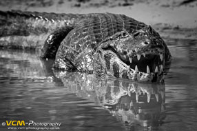 Yacare caiman