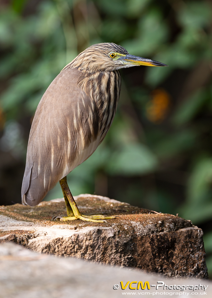 Indian pond heron