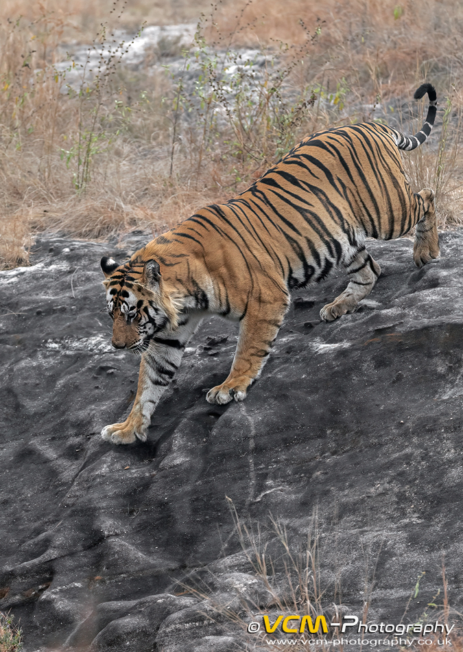 Bamera, male tiger