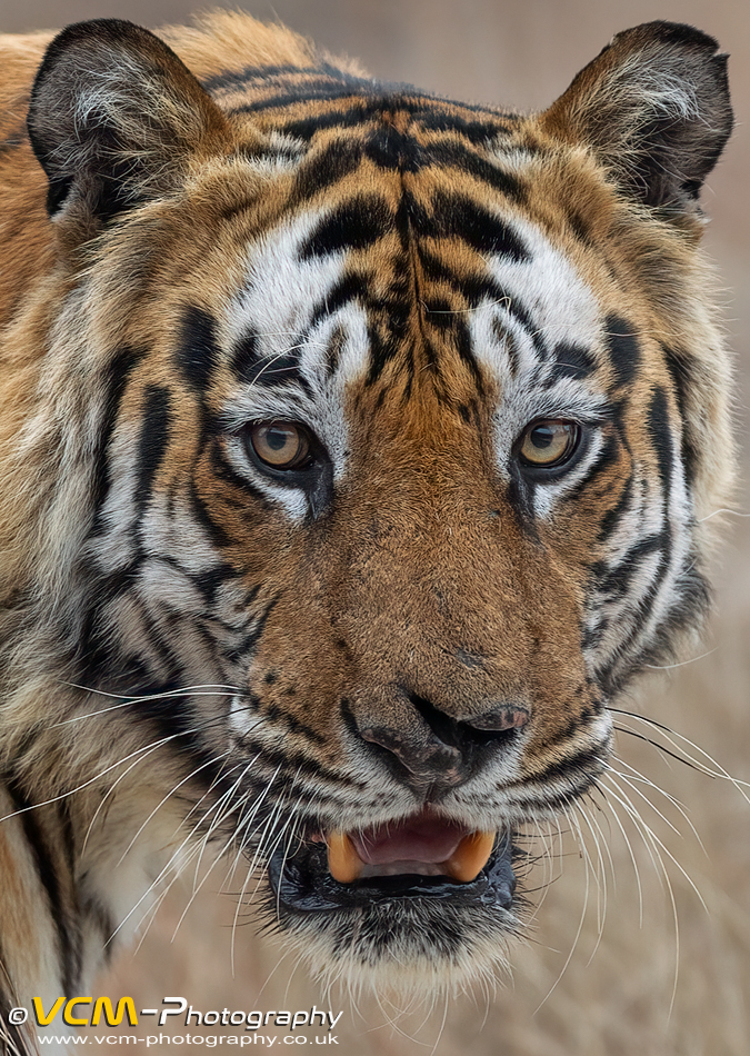 Bamera, male tiger