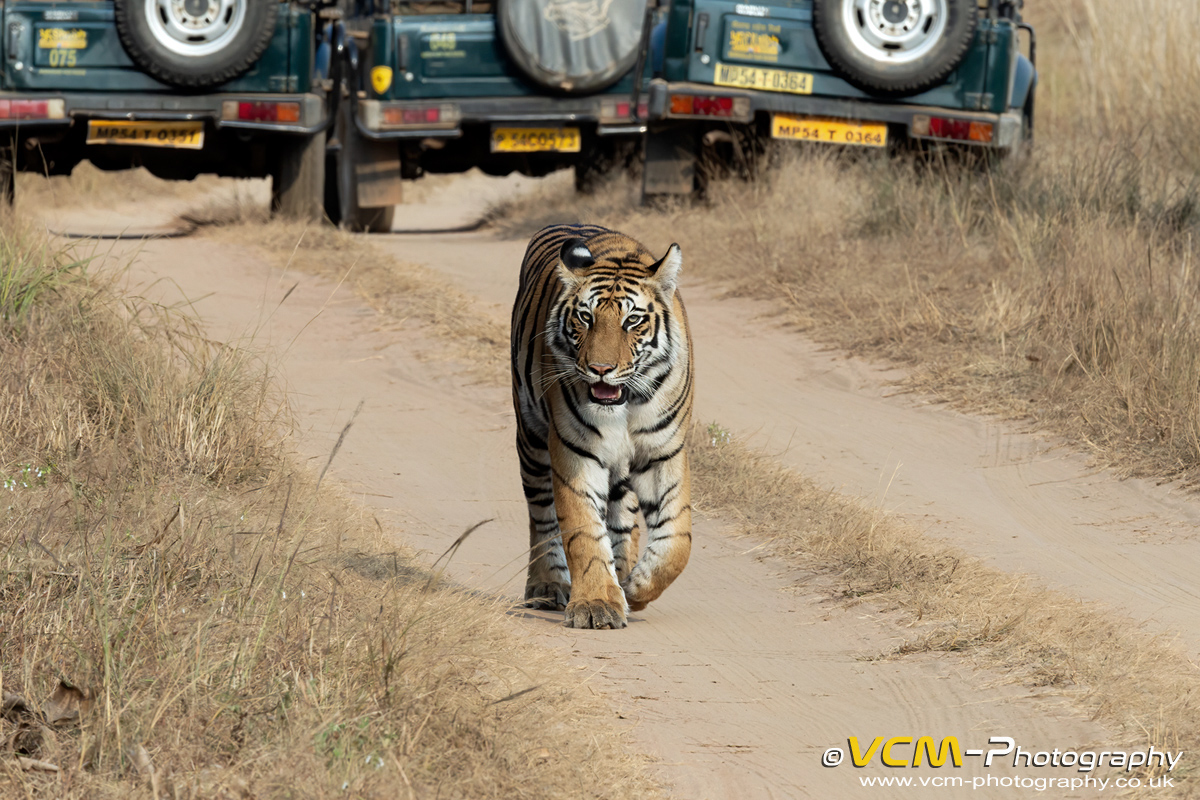 Unknown tigress