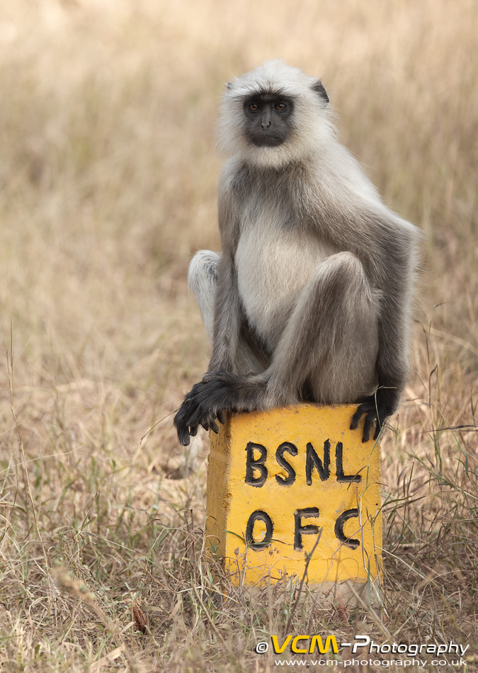 Grey langur