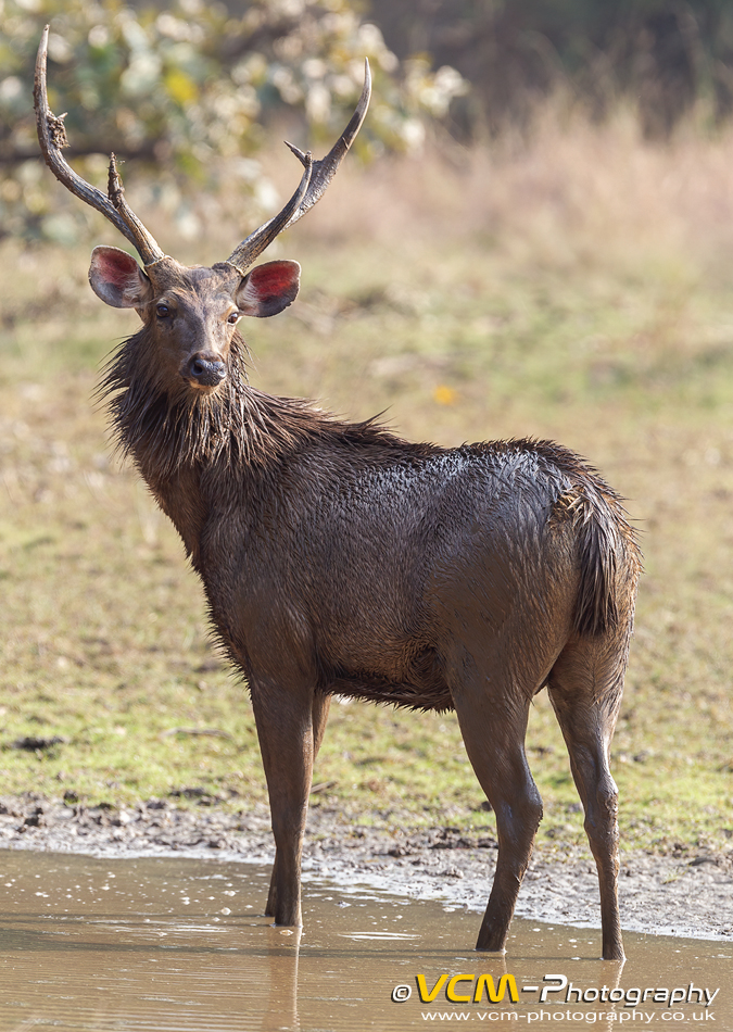Sambar deer