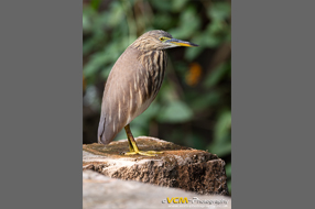 Indian pond heron