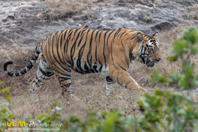 Bamera Tiger
