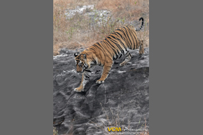 Bamera Tiger