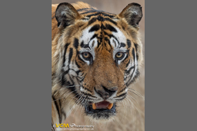 Bamera Tiger