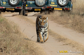 Unknown tigress