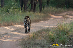 Unknown tigress