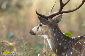 Spotted deer