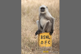 Grey langur