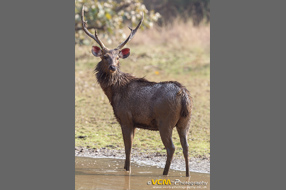 Sambar deer