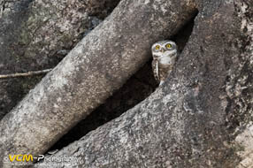 Jungle owlet