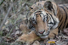 Tiger resting