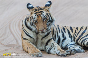 Tiger resting