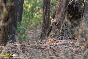 pair of tigers