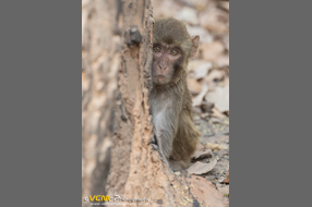 Rhesus macaque