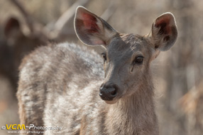 Samba deer