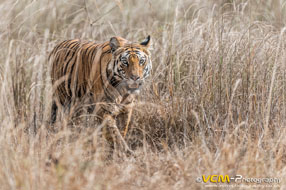 Tigress walking