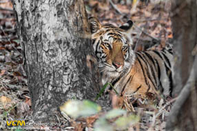 Subadult tiger lying down