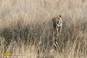 Tiger on the banks of a river