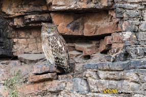 Brown fish owl