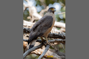 Crested serpent eagle