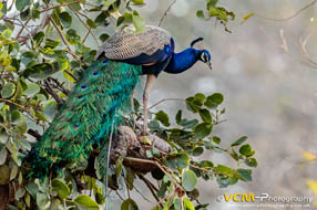 Indian peafowl