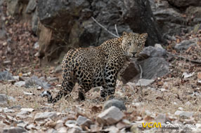 Male leopard