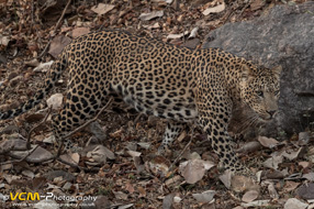 Male leopard