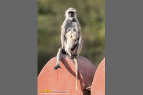 Grey langur feeding baby